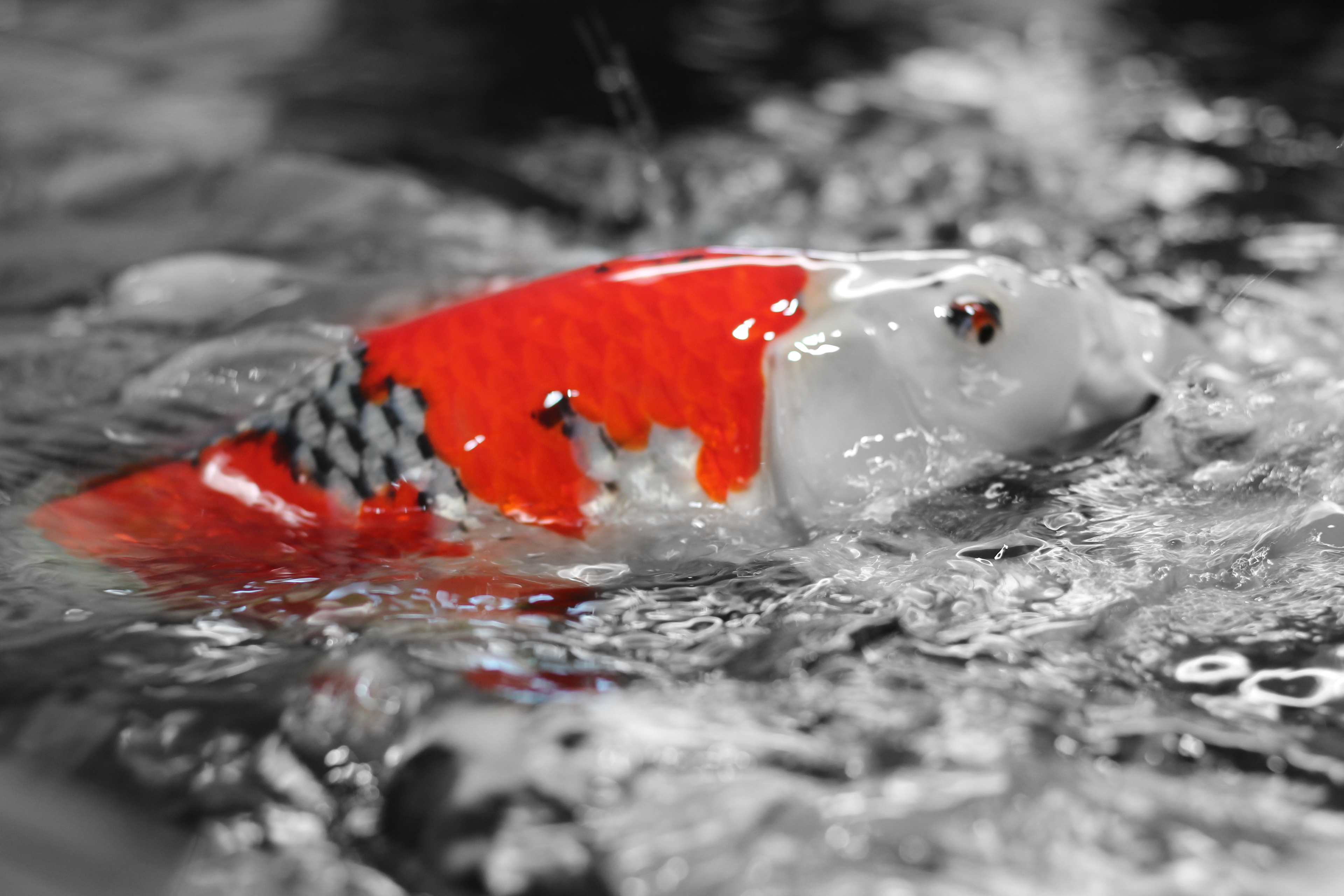 A goshiki koi carp coming out of the water.