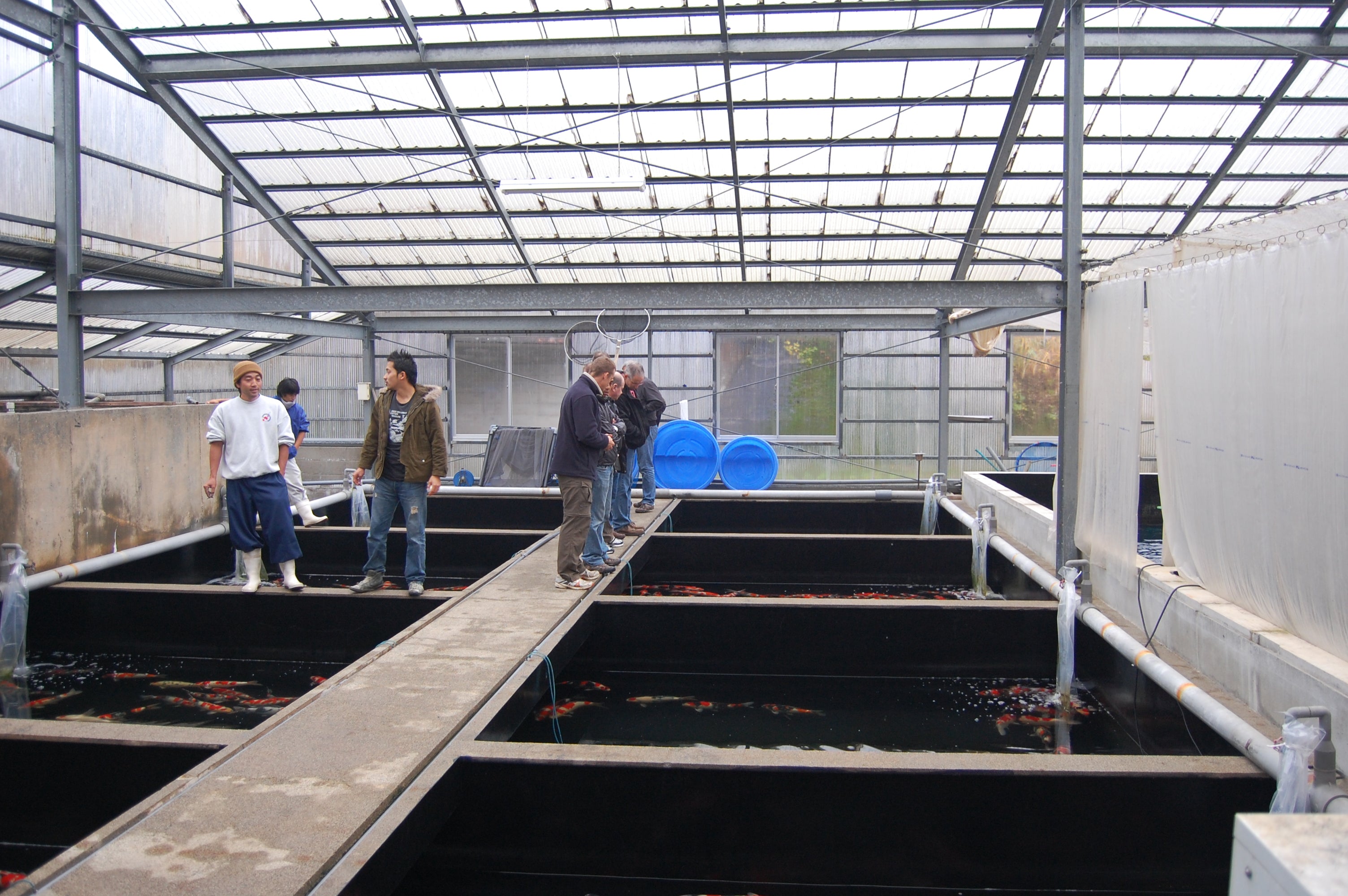 stock ponds inside Isa Koi Farm