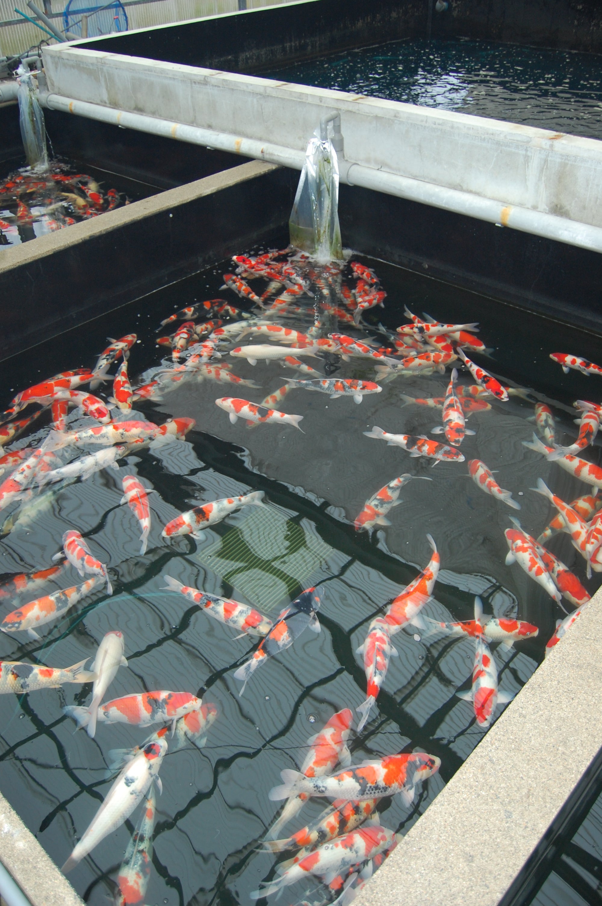 stock ponds inside Isa Koi Farm