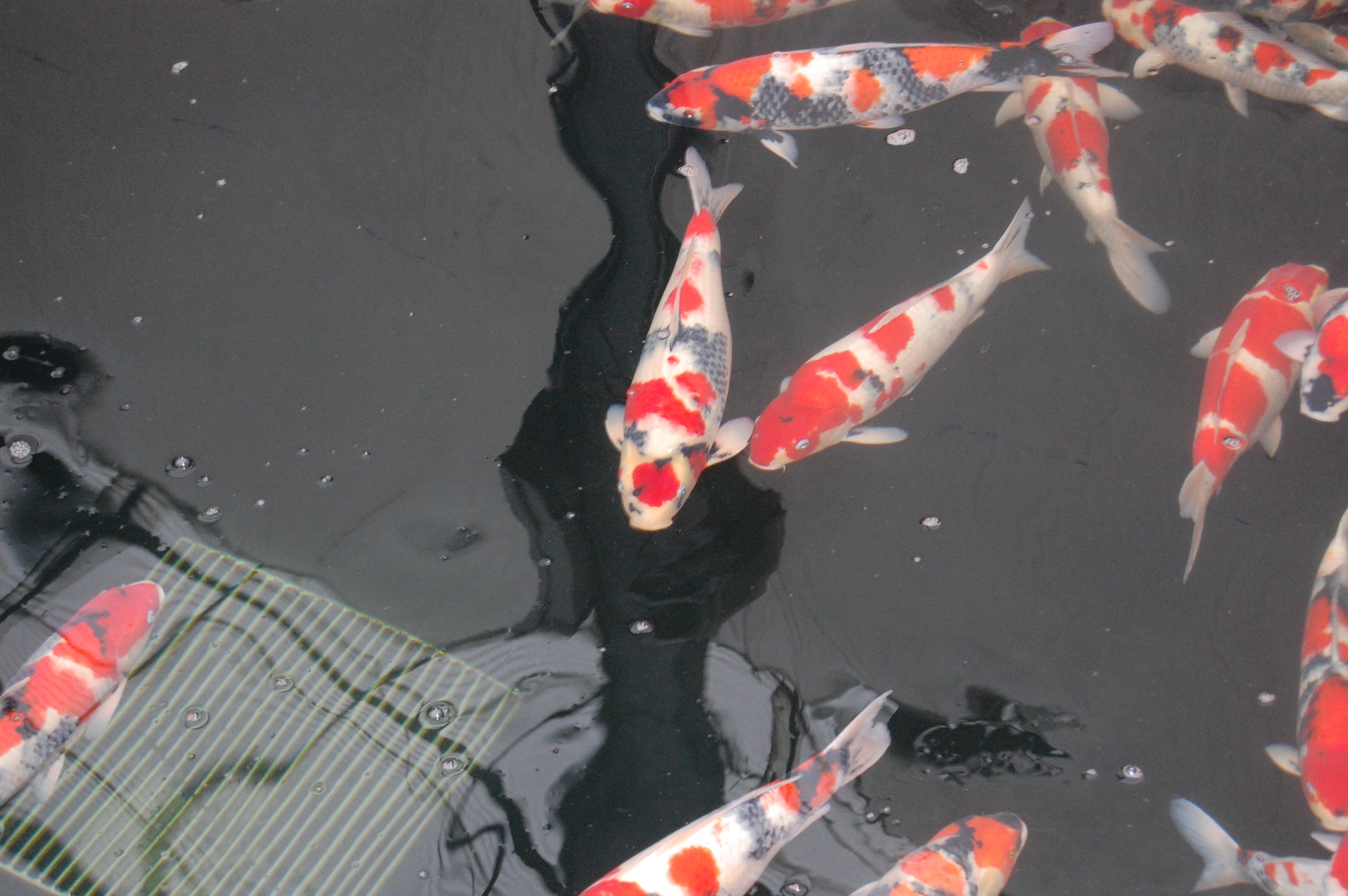 stock ponds inside Isa Koi Farm