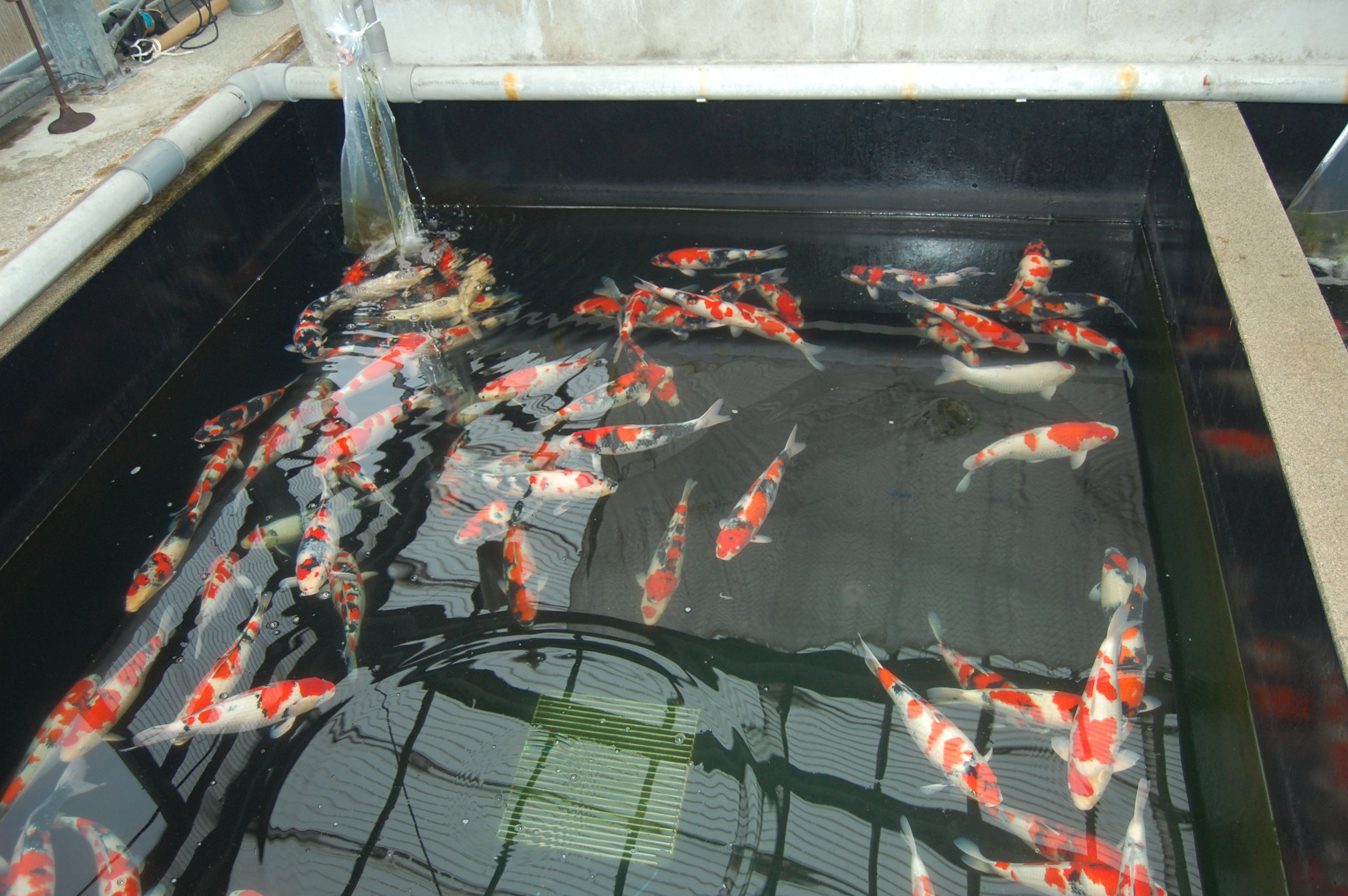 stock ponds inside Isa Koi Farm