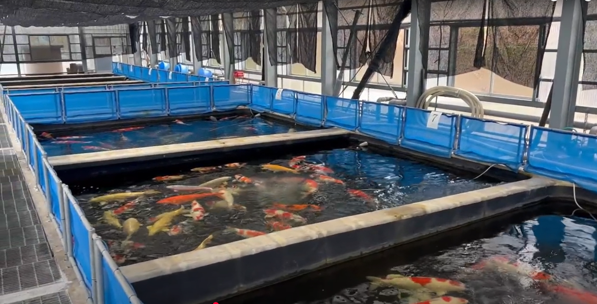 stock ponds inside the fish house of Izumiya Koi Farm