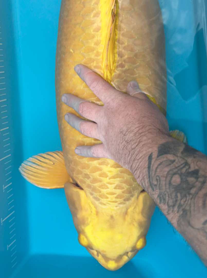 Large yamabuki ogon koi being held by a person against a blue background.