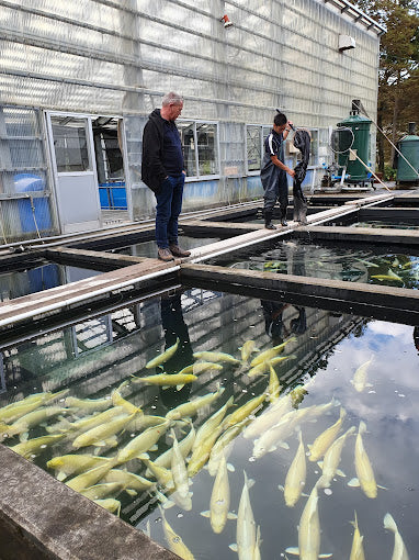 Two people observing koi in a pond at Izumiya Koi Farm