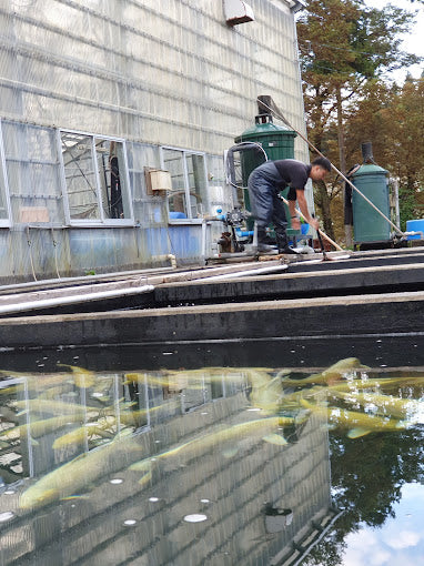 person catching a koi from one of Izumiya Koi Farm's stock ponds.