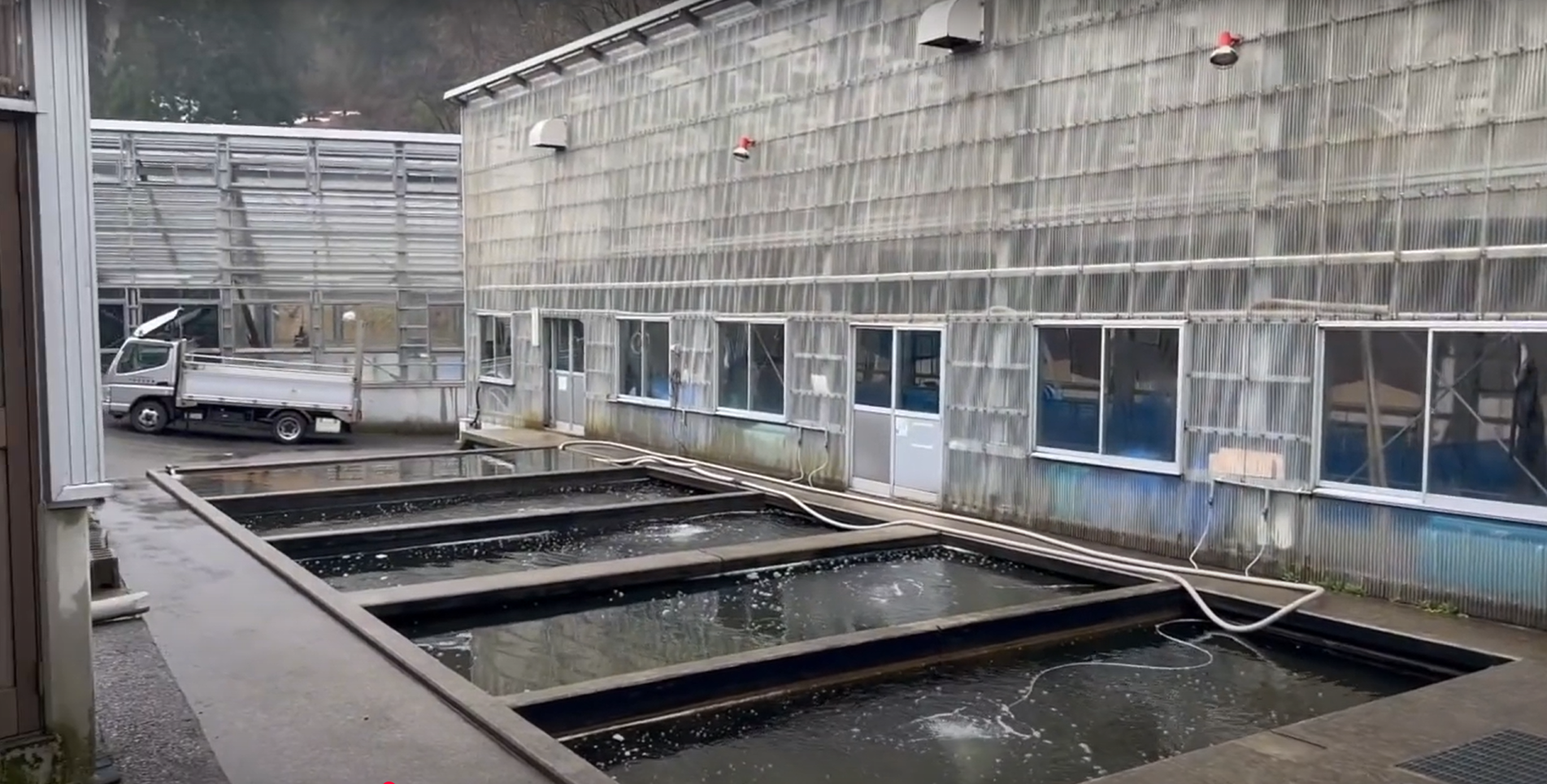 Outdoor ponds at Izumiya Koi Farm.