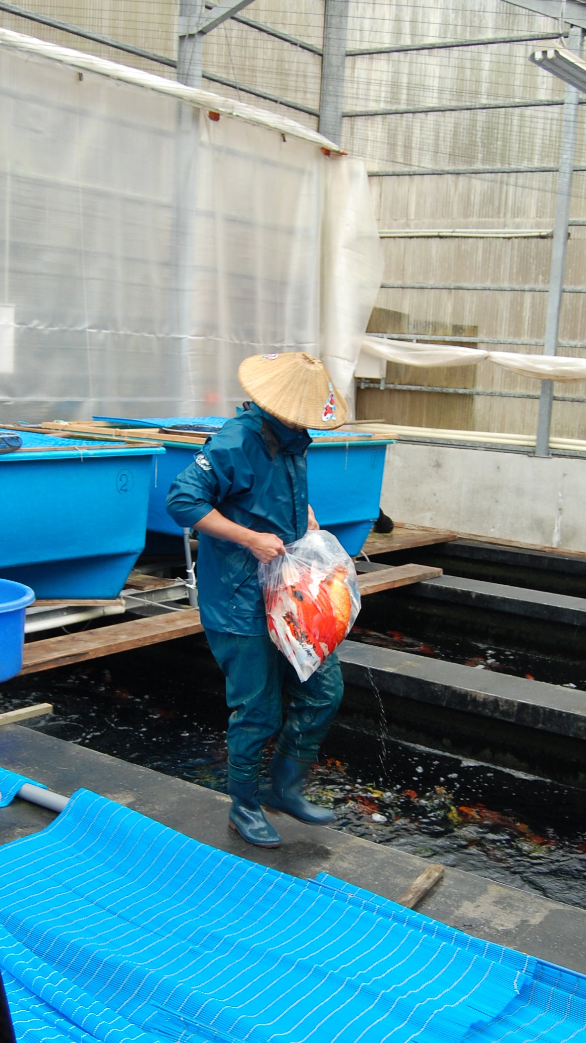 Takashi Kawakami transporting koi in a bag inside his fish house.