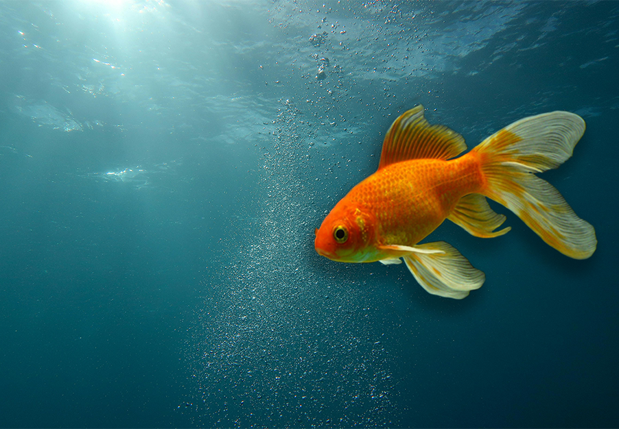 a fantail goldfish