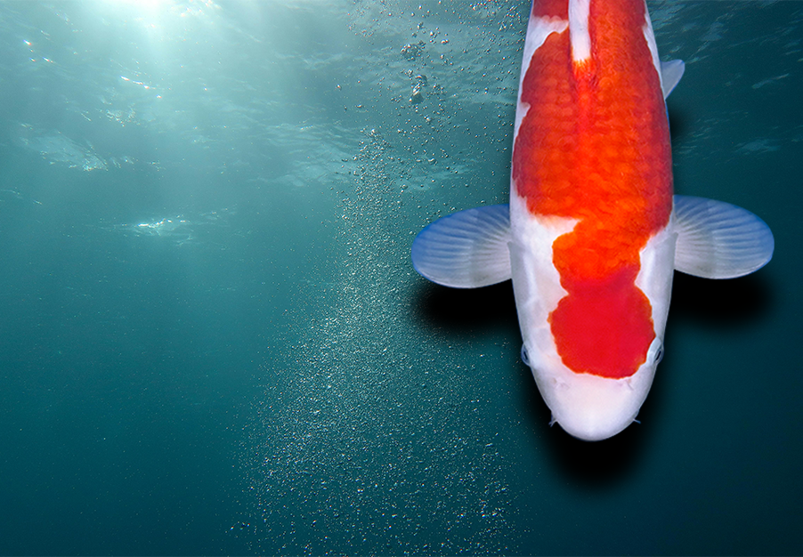 a dainichi kohaku koi carp