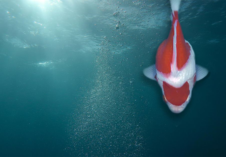 a japanese tamasaba fancy goldfish