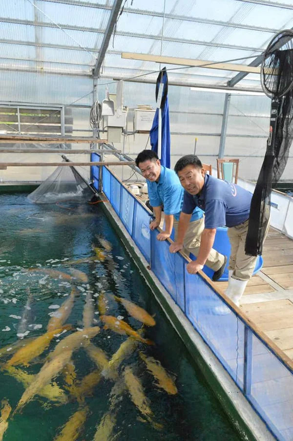 Two men standing by a large fish pond with koi fish, inside a greenhouse.