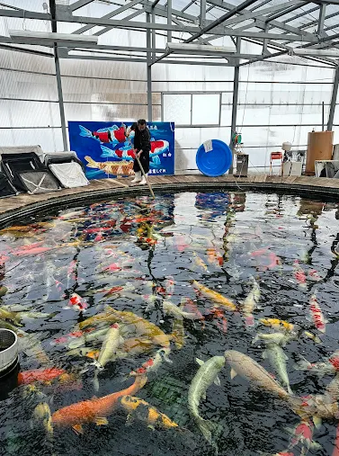 A large circular pond filled with colorful koi fish inside a greenhouse or aquaculture structure. A person is standing in the water near a blue sign and blue plastic tubs, with the transparent roof and metal frame of the structure visible above.