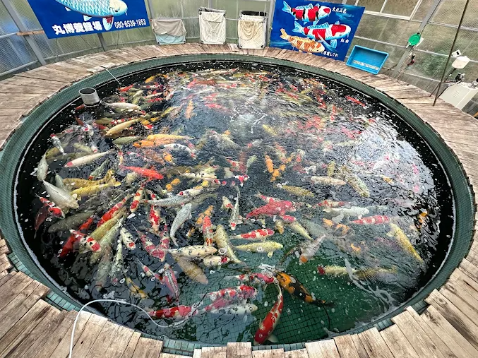 Round pond with colorful koi fish in an outdoor setting