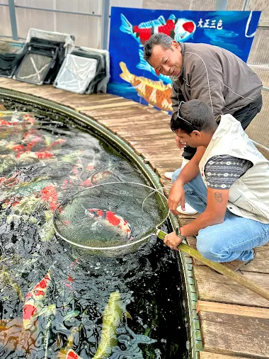 Two men kneeling by a koi pond, with one using a net to scoop a red and white koi fish from the water. A blue sign with koi illustrations is visible in the background.