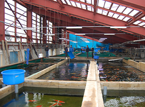 View inside the main fish house of Marusei Koi Farm.