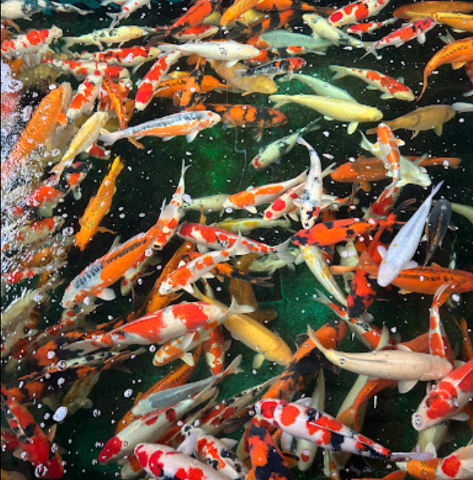 View inside one of the ponds in the main fish house of Marusei Koi Farm.