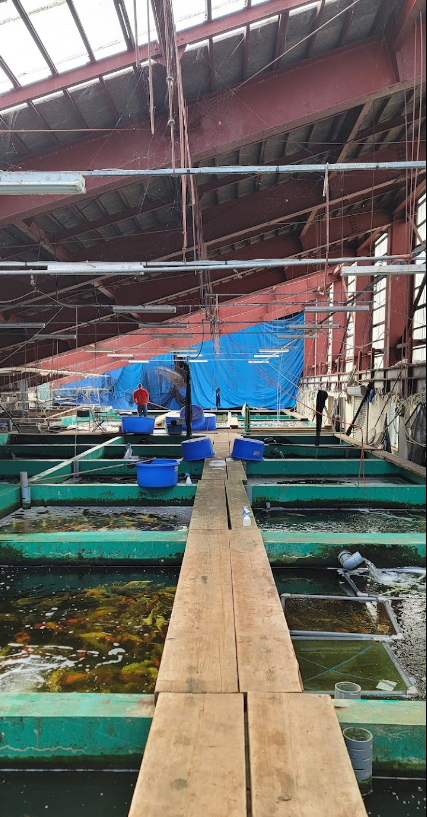View inside the main fish house of Marusei Koi Farm.