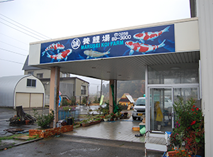 Main entrance to Marusei Koi Farm