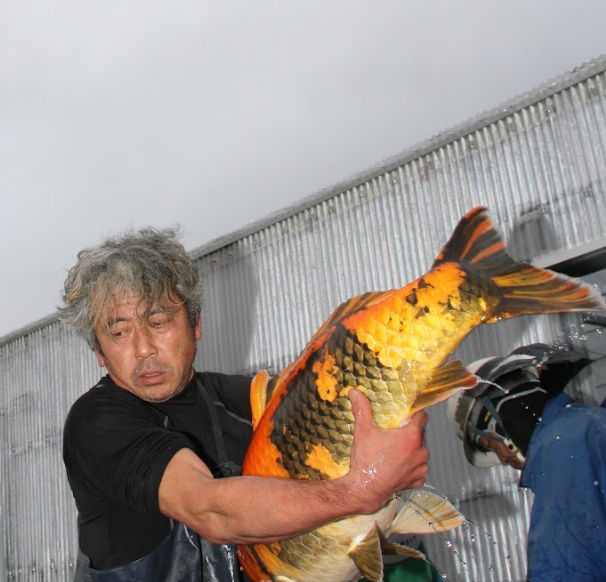 Marusei Koi Farm owner Yoshiyuki Hirasawa handling a large koi carp.