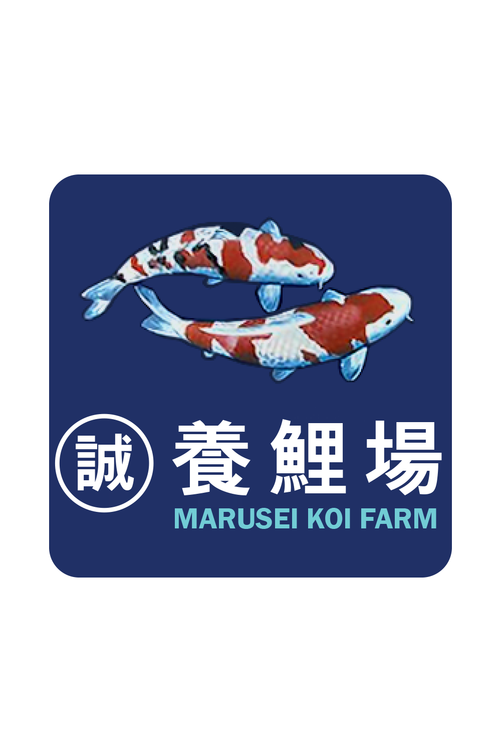 Tosai selection - 20-30cm - Marusei Koi Farm