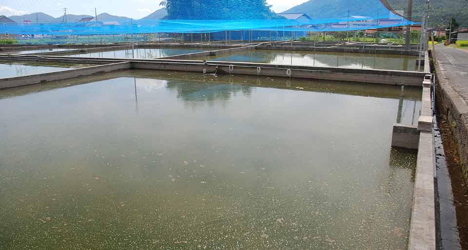 Aquaculture pond with mountains in the background