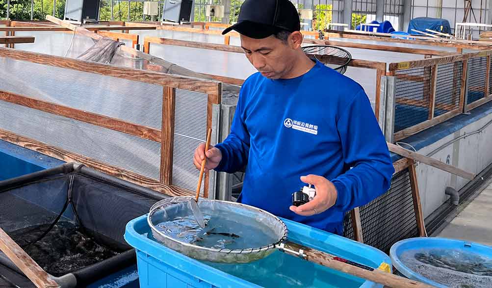 Person in a blue shirt working with fish in an outdoor aquaculture setting