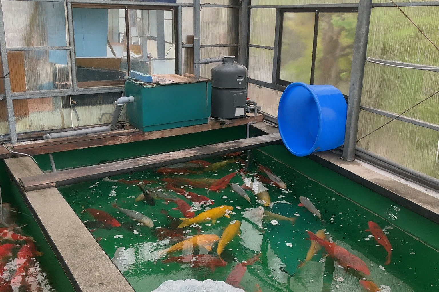 Fish pond with colorful koi fish in a greenhouse setting