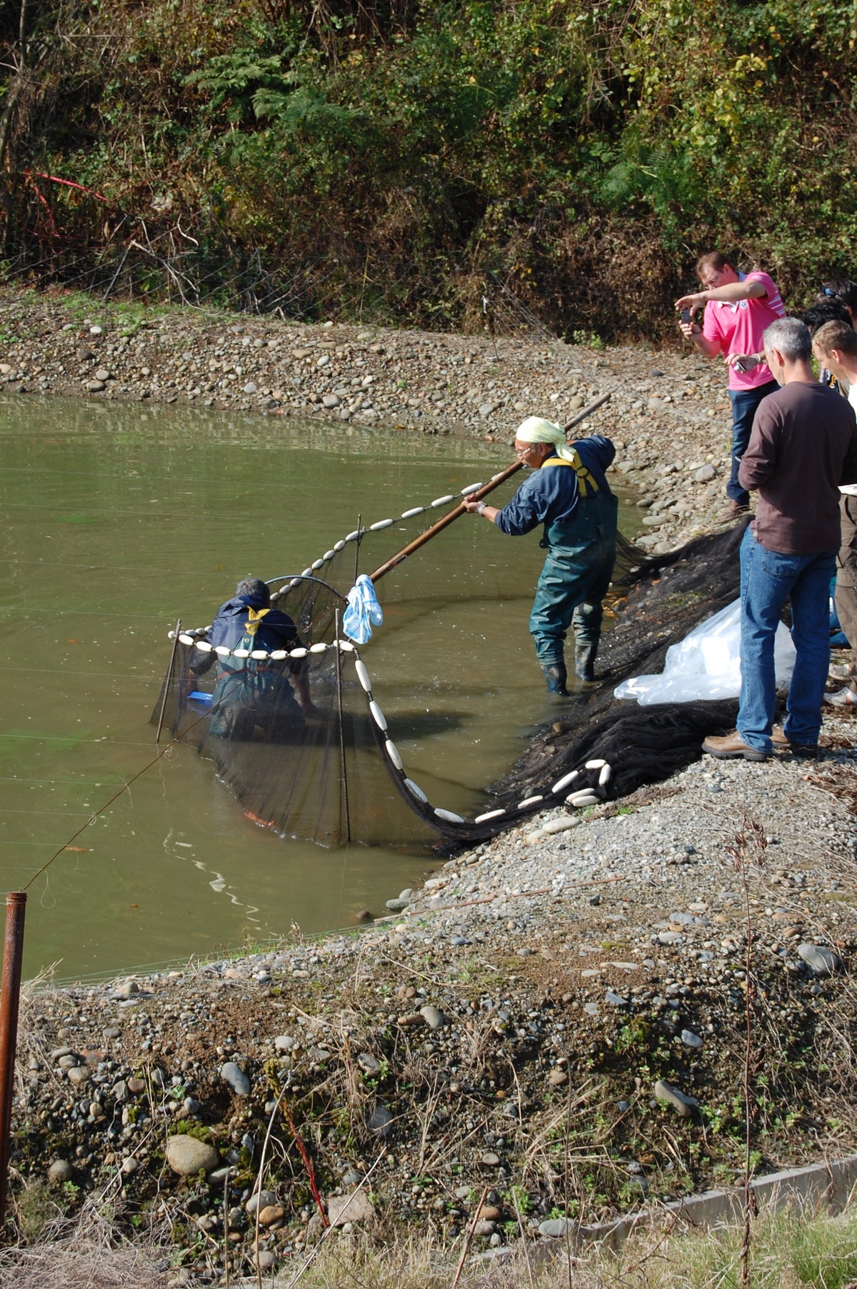 Several people standing in shallow murky water at a riverbank are handling a large black mesh net with a long pole. Trees and rocky shoreline fill the background, with a few onlookers standing on the bank.